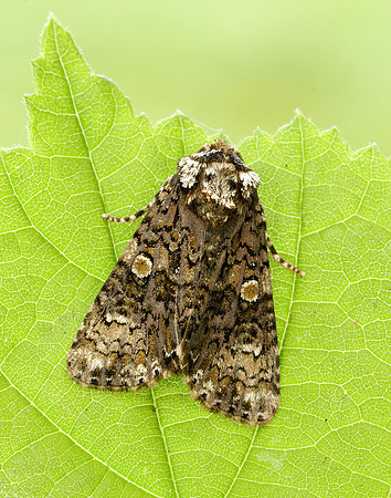 73.047 BF2291 Coronet Craniophora ligustri