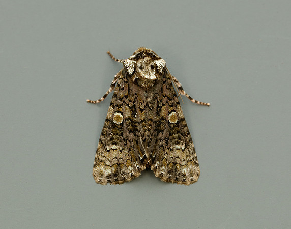 73.047 BF2291 Coronet Craniophora ligustri