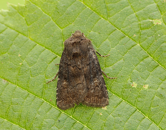73.102 BF2302 Brown Rustic Rusina ferruginea