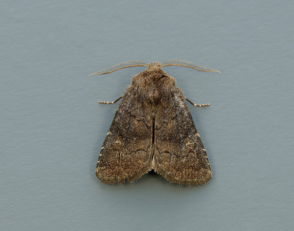 73.102 BF2302 Brown Rustic Rusina ferruginea