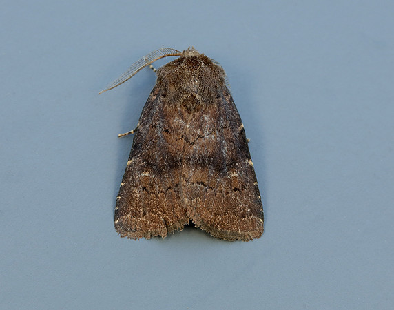 73.102 BF2302 Brown Rustic Rusina ferruginea