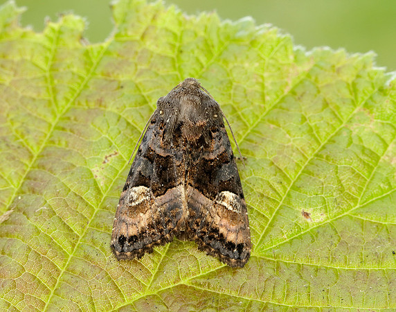 73.114 BF2305 Small Angle Shades Euplexia lucipara