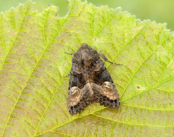 73.114 BF2305 Small Angle Shades Euplexia lucipara