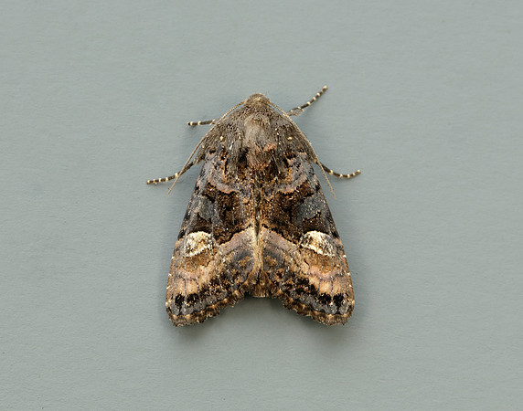 73.114 BF2305 Small Angle Shades Euplexia lucipara