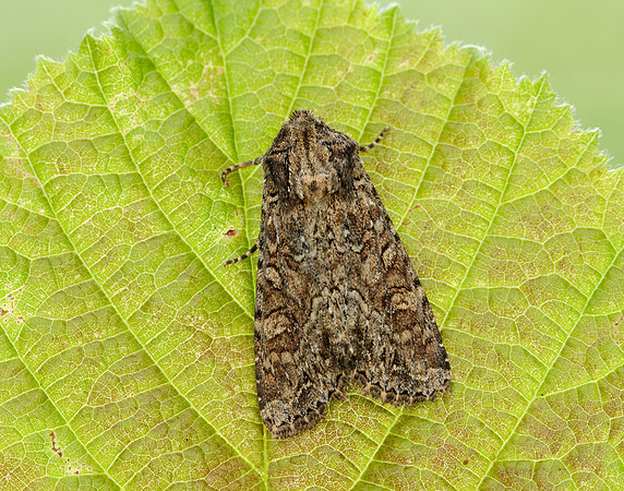 73.154 BF2330 Dusky Brocade Apamea remissa