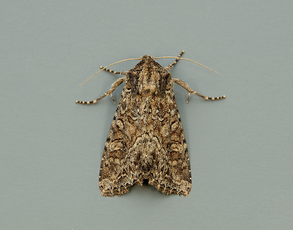 73.154 BF2330 Dusky Brocade Apamea remissa