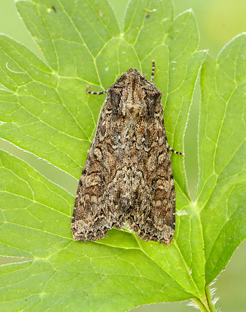73.154 BF2330 Dusky Brocade Apamea remissa