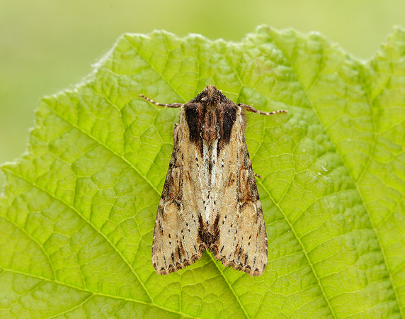 73.156 BF2326 Clouded-bordered Brindle Apamea crenata