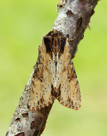 73.156 BF2326 Clouded-bordered Brindle Apamea crenata