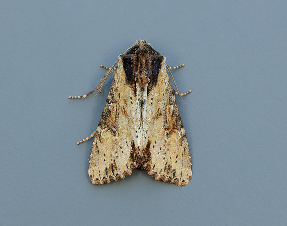 73.156 BF2326 Clouded-bordered Brindle Apamea crenata