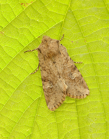 73.158 BF2334 Rustic Shoulder-knot Apamea sordens