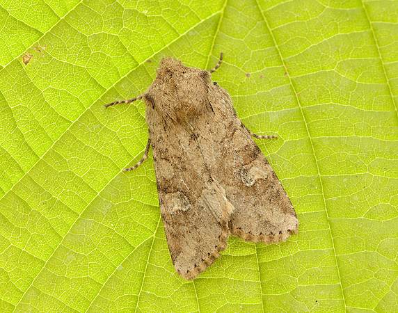 73.158 BF2334 Rustic Shoulder-knot Apamea sordens