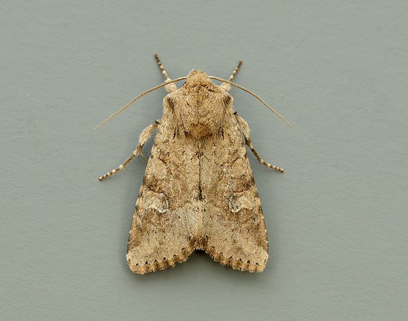73.158 BF2334 Rustic Shoulder-knot Apamea sordens