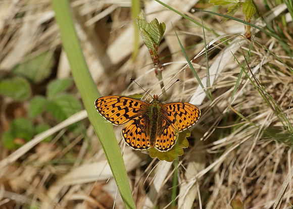 Pearl-Bordered Fritillary Boloria euphrosyne