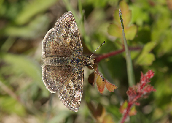 Dingy Skipper Erynnis tages