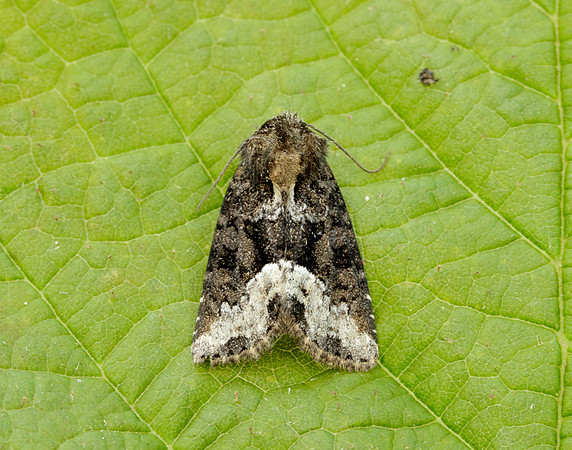 73.173 BF2337 Marbled Minor Oligia strigilis