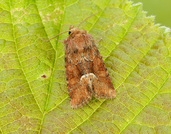 73.174 BF2339 Tawny Marbled Minor Oligia latruncula