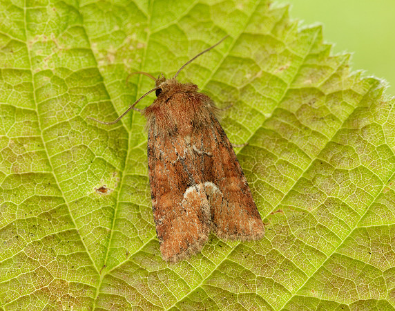 73.174 BF2339 Tawny Marbled Minor Oligia latruncula