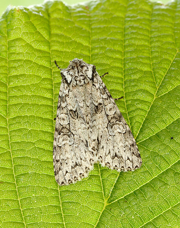 73.261 BF2150 Grey Arches Polia nebulosa