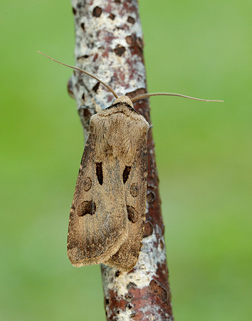 73.317 BF2089 Heart & Dart Agrotis exclamationis