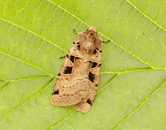 73.361 BF2128 Double Square-spot Xestia triangulum
