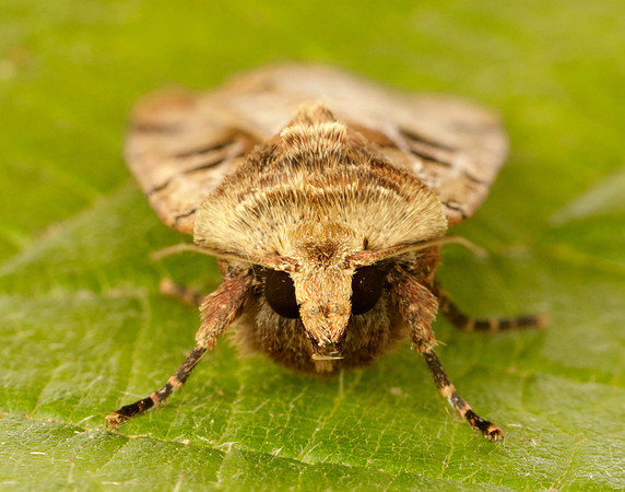 73.361 BF2128 Double Square-spot Xestia triangulum