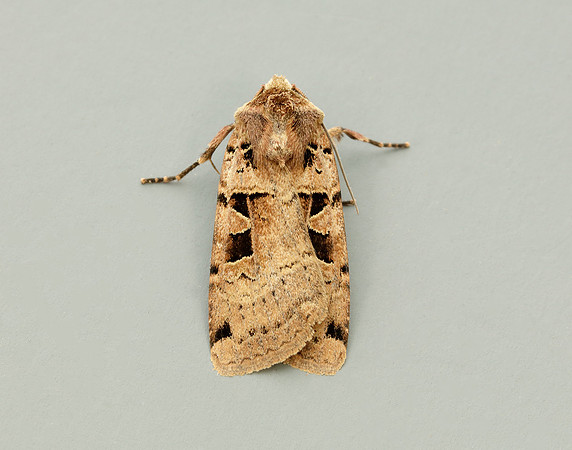 73.361 BF2128 Double Square-spot Xestia triangulum