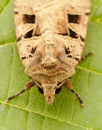 73.361 BF2128 Double Square-spot Xestia triangulum