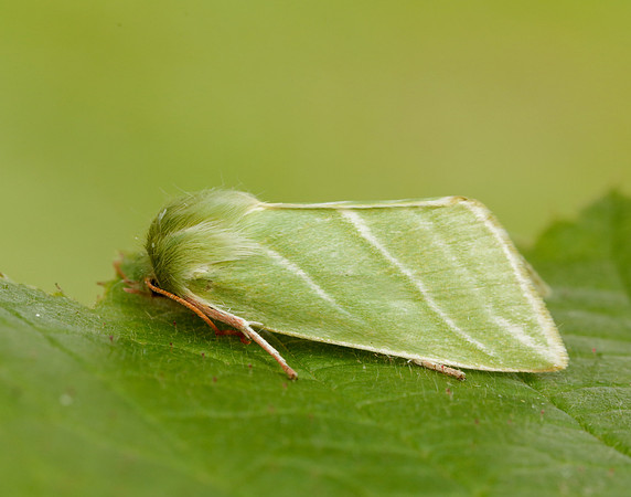 74.008 BF2422 Green Silver-lines Pseudoips prasinana
