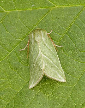 74.008 BF2422 Green Silver-lines Pseudoips prasinana