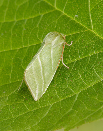 74.008 BF2422 Green Silver-lines Pseudoips prasinana