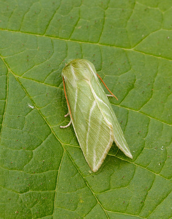 74.008 BF2422 Green Silver-lines Pseudoips prasinana