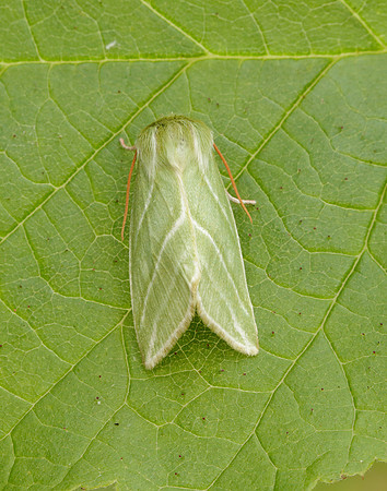 74.008 BF2422 Green Silver-lines Pseudoips prasinana