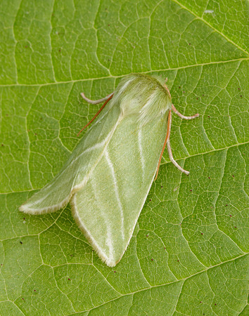 74.008 BF2422 Green Silver-lines Pseudoips prasinana