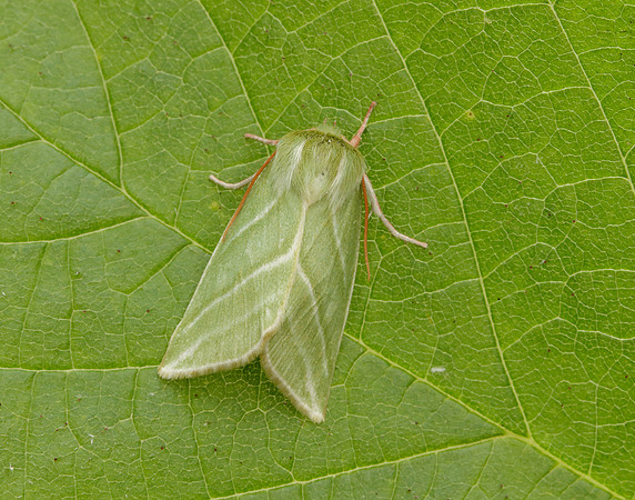 74.008 BF2422 Green Silver-lines Pseudoips prasinana