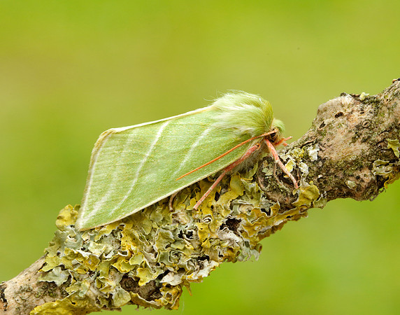74.008 BF2422 Green Silver-lines Pseudoips prasinana