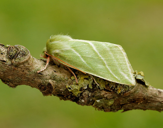 74.008 BF2422 Green Silver-lines Pseudoips prasinana