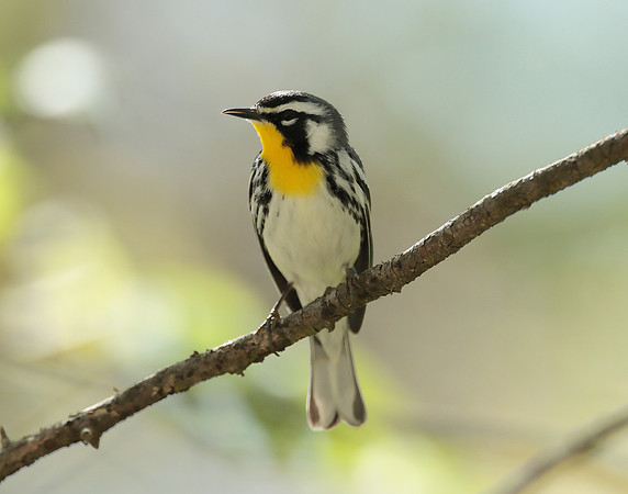 Yellow-throated Warbler  Setophaga dominica