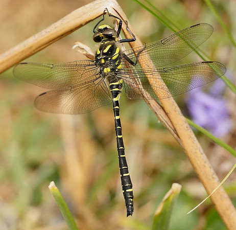 Golden-ringed Dragonfly Cordulegaster boltonii