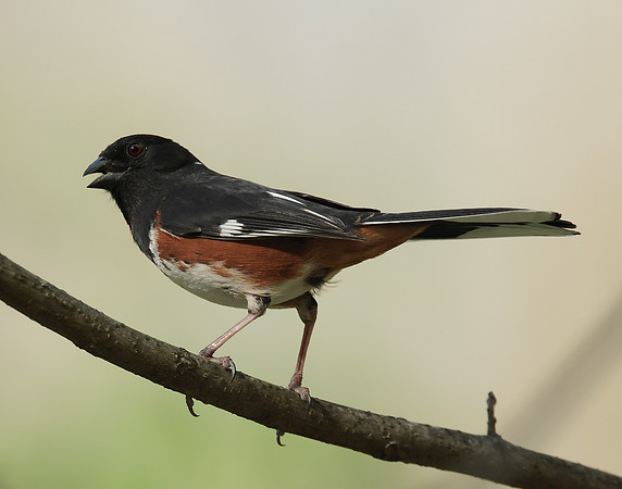 Eastern Towhee Pipilo erythrophthalmus