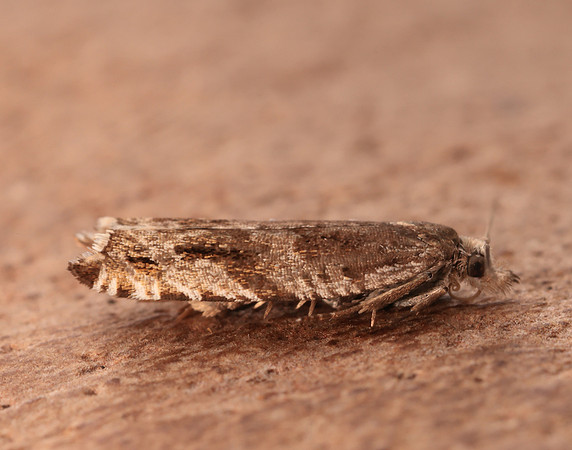 49.201 BF1117 Ancylis unguicella