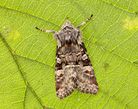 73.220 BF2225 Minor Shoulder-knot Brachylomia viminalis