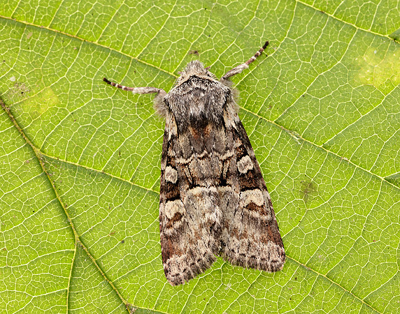 73.220 BF2225 Minor Shoulder-knot Brachylomia viminalis