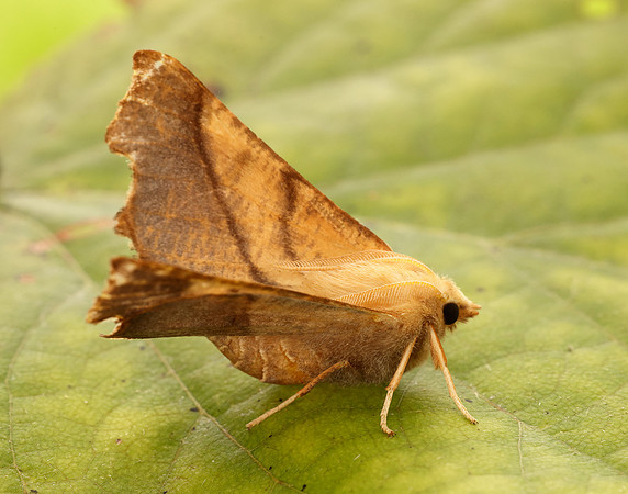 70.235 BF1914 Dusky Thorn Ennomos fuscantaria