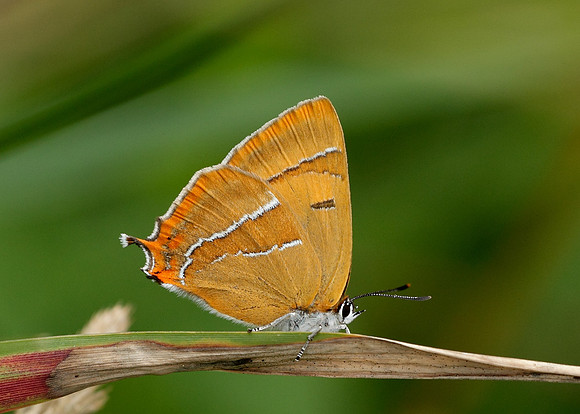 Brown Hairstreak Thecla betulae