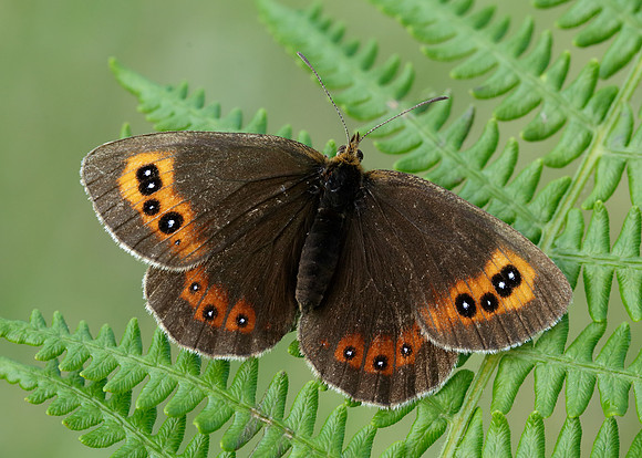 Scotch Argus Erebia aethiops