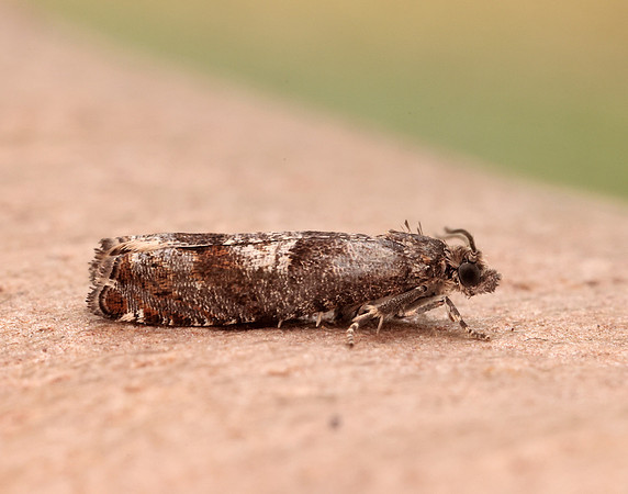 49.245 BF1137 Epinotia tetraquetrana