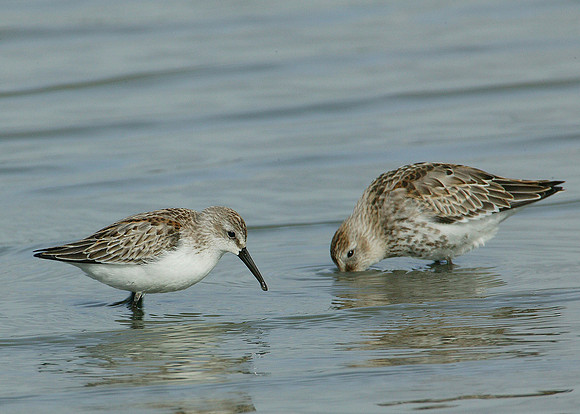 Western Sandpiper Calidris maura