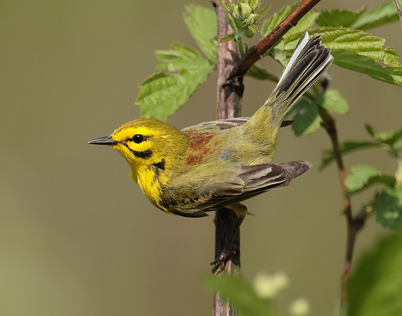 Prairie Warbler Setophaga discolor