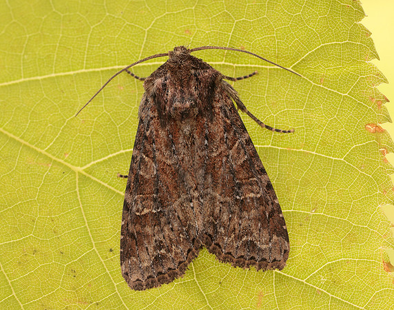 73.154 BF2330 Dusky Brocade Apamea remissa